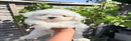 Bichon Frise dogs for sale: 🐶 Gorgeous Pedigree Bichon Frise ready to leave  - Advert 12