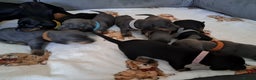 Miniature Dachshund dogs for sale: Miniature Dachshund puppies-ready early December  - Advert 10