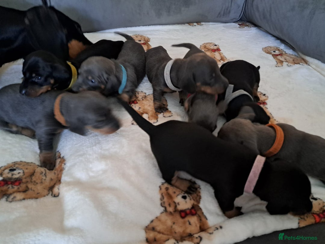 Miniature Dachshund dogs for sale: Miniature Dachshund puppies-ready early December  - Image 7
