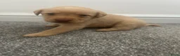 Labrador Retriever dogs for sale: Kc Labrador retriever  in Worcester - Advert 13