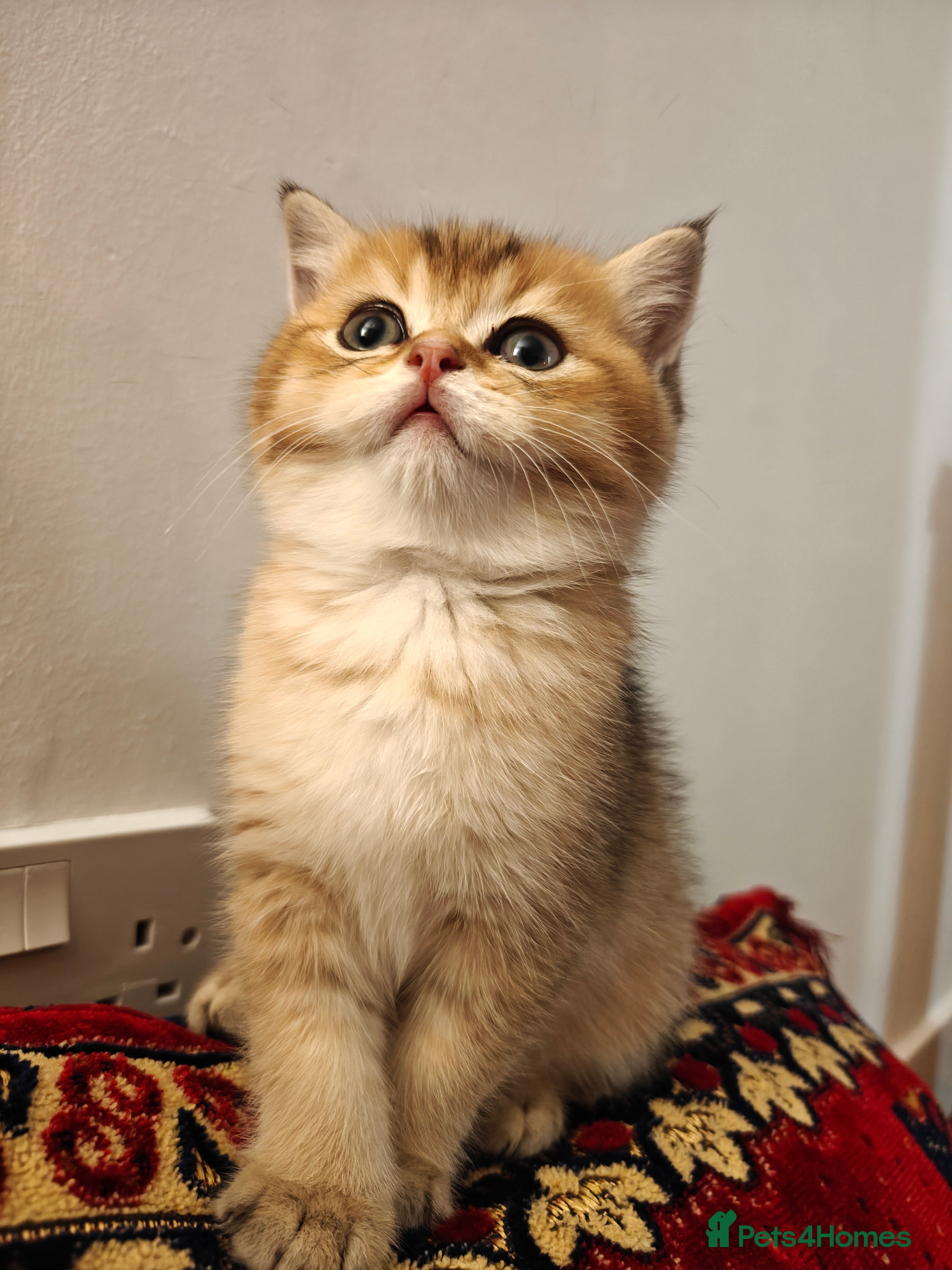 British Shorthair cats Stunning British short hair kittens - Advert 6