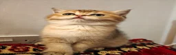 British Shorthair cats for sale: Stunning British short hair kittens - Advert 4