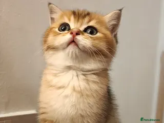 British Shorthair cats Stunning British short hair kittens - Advert 6