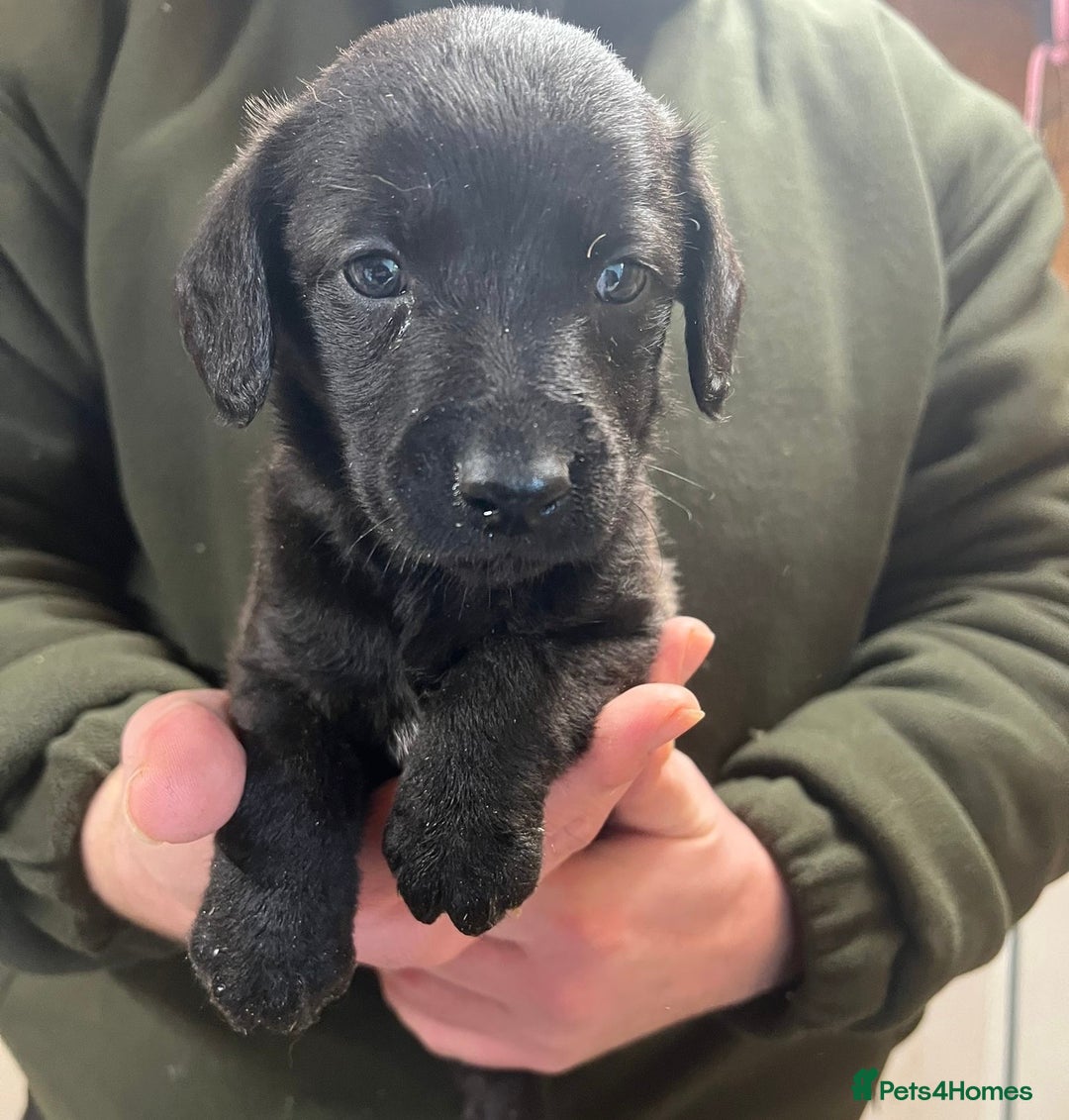 Mixed Breed dogs for sale: F1 Beddy whippets  - Advert 17