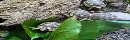 Tortoise reptiles for sale: Baby Marginated Tortoise 2026 Hatchlings - Advert 4