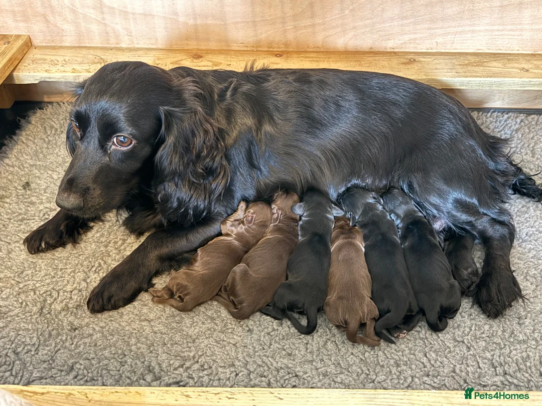 Cocker Spaniel dogs for sale: Stunning KC reg’d Cocker Spaniel Puppies  - Advert 5