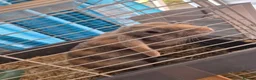 Rex rabbits for sale: Baby Rex rabbits  - Advert 13