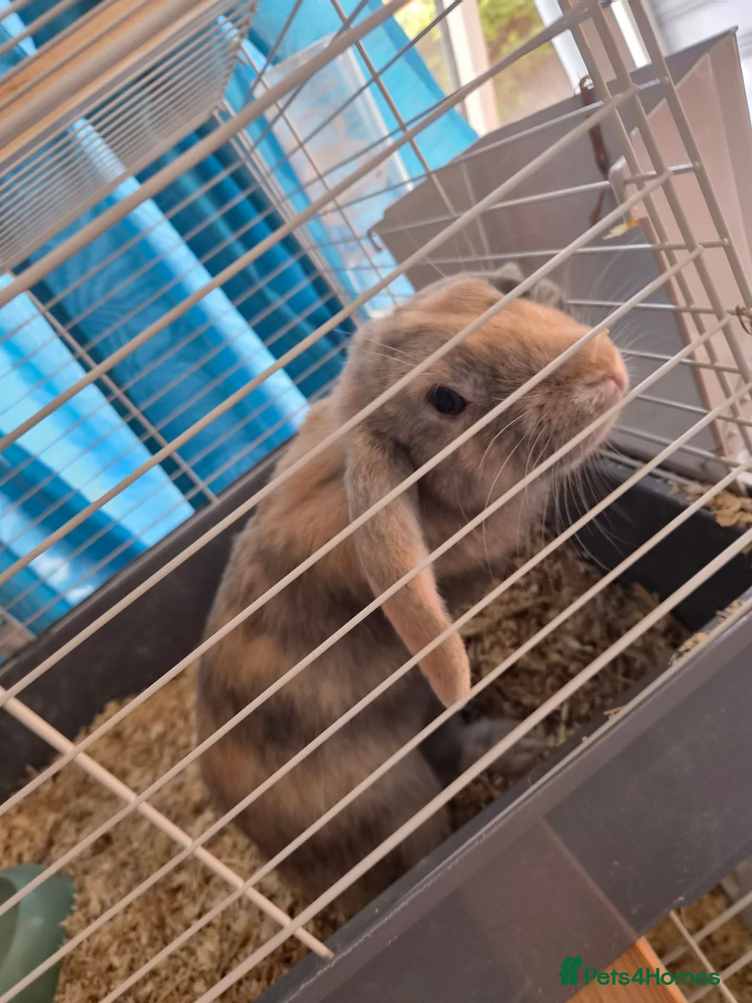 Rex rabbits for sale: Baby Rex rabbits  - Advert 13
