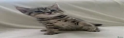 British Shorthair cats for sale: Beautiful silver spotted  tabbies - Advert 11