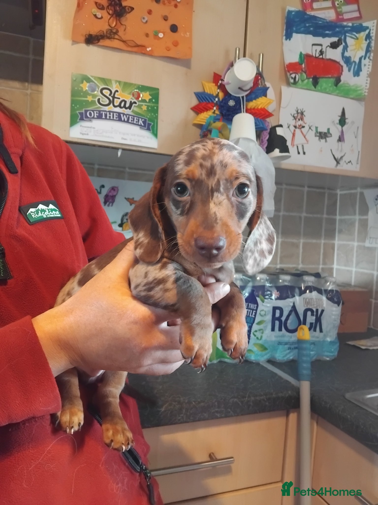Miniature Dachshund dogs Miniature dashchund puppy - Advert 1