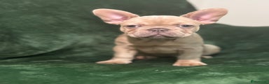 French Bulldog Puppy 4