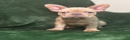 French Bulldog dogs for sale:  KC Registered French Bulldog Puppies - Advert 1