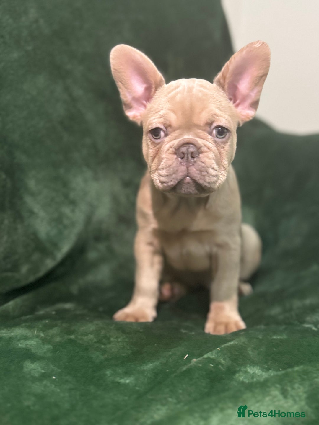French Bulldog dogs for sale:  KC Registered French Bulldog Puppies - Advert 1