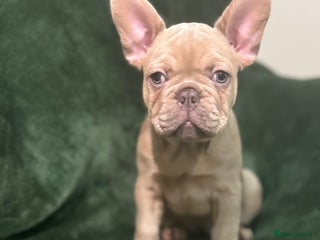 French Bulldog dogs KC Registered French Bulldog Puppies - Advert 2
