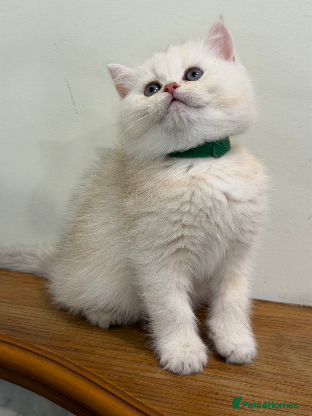 British Shorthair cats for sale: British shh golden, silver  GCCF kittens  - Advert 32