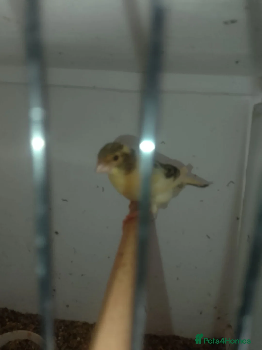 Canaries birds for sale: 10 stunning Harlequin Canaries  - Advert 6