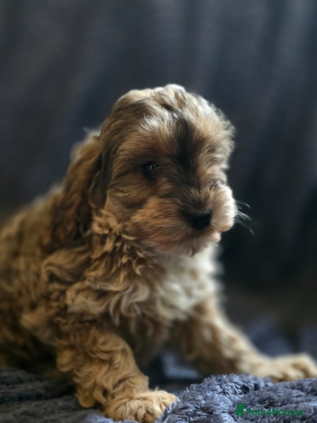 Cockapoo dogs for sale: Toy cockapoo pups - Image 6