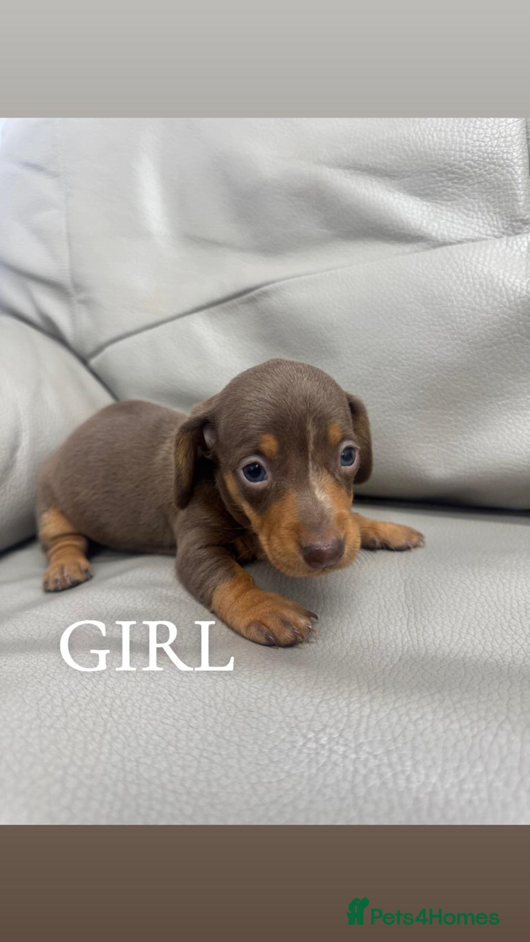 Miniature Dachshund dogs for sale: miniature dachshund - Advert 3