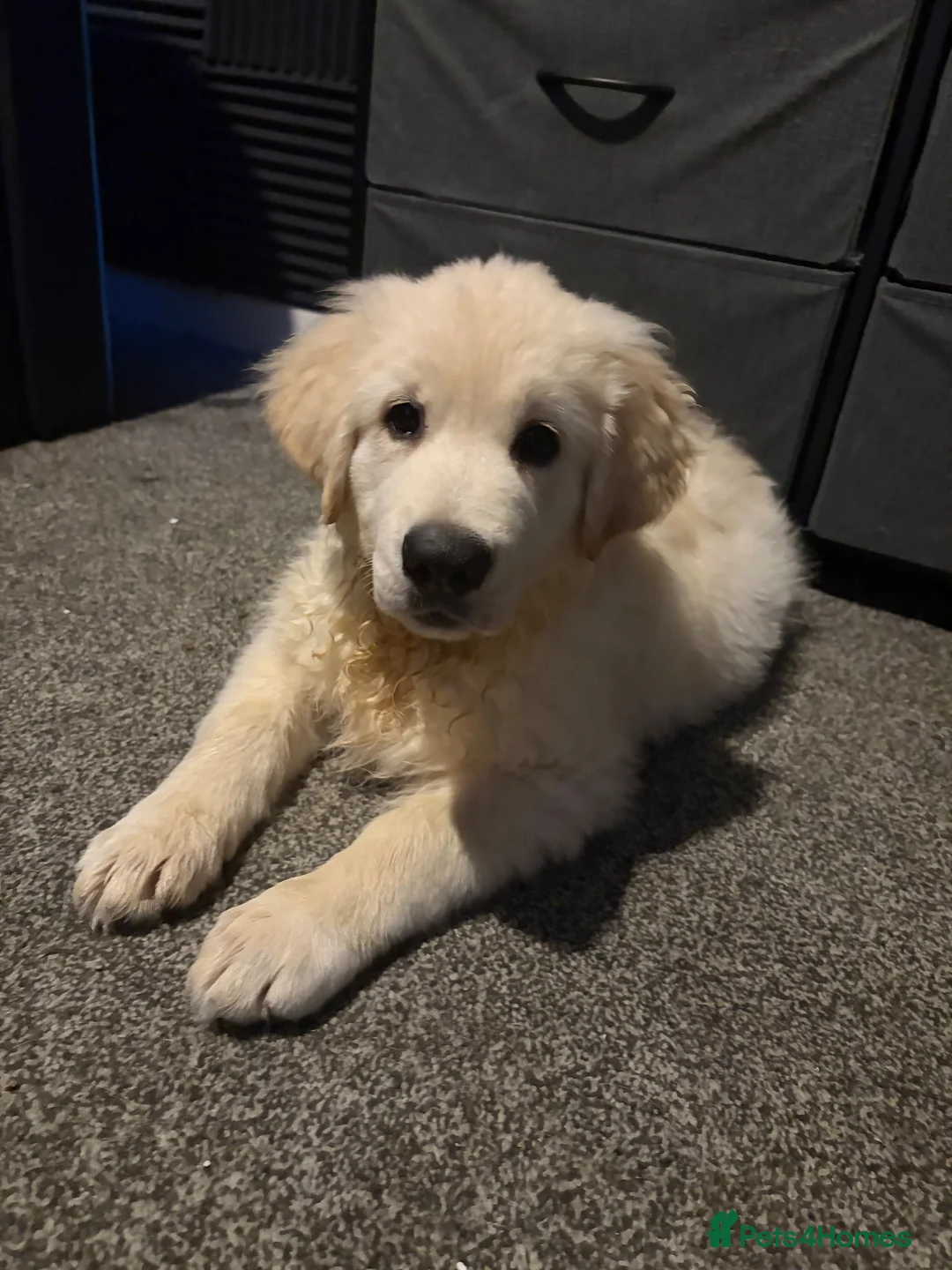 Golden Shepherd dogs for sale: LOKI - Golden Shepherd puppy. Reluctant sale in Market Harborough - Advert 6