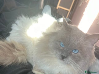 Ragdoll cats - Advert 5