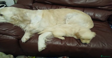 Golden Retriever dogs - Advert 1