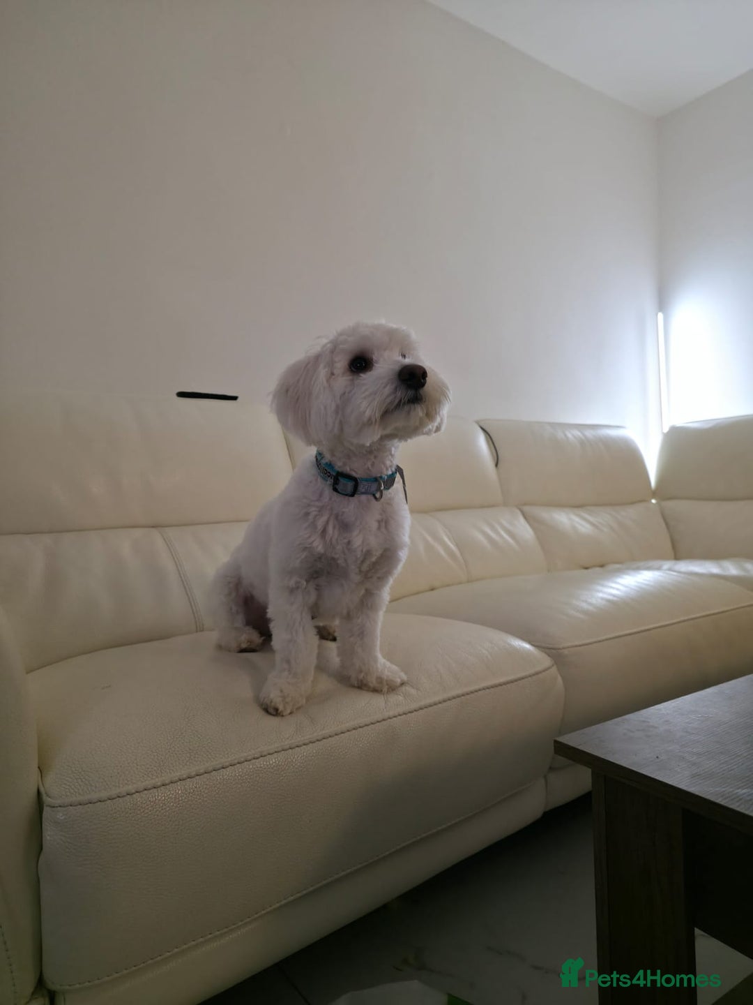 Maltipoo dogs for sale: Maltipoo - Advert 2