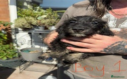 Mixed Breed dogs for sale: cross mini dachshund - Image 3