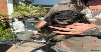 Mixed Breed dogs - Advert 1