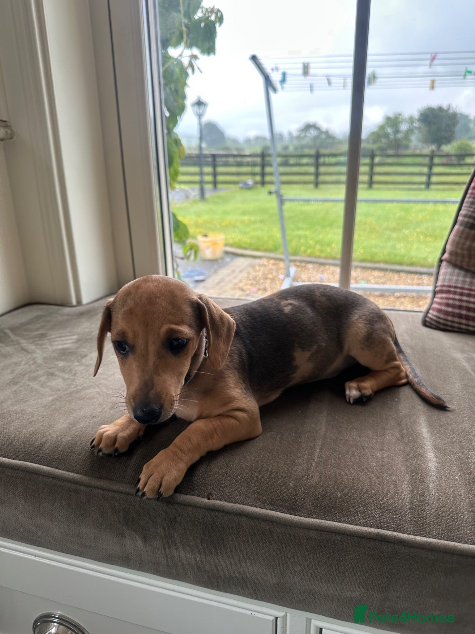 Mixed Breed dogs Beautiful female Dachshund Puppy - Advert 1