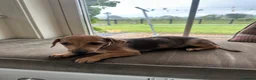 Mixed Breed dogs for sale: Beautiful female Dachshund Puppy - Advert 2