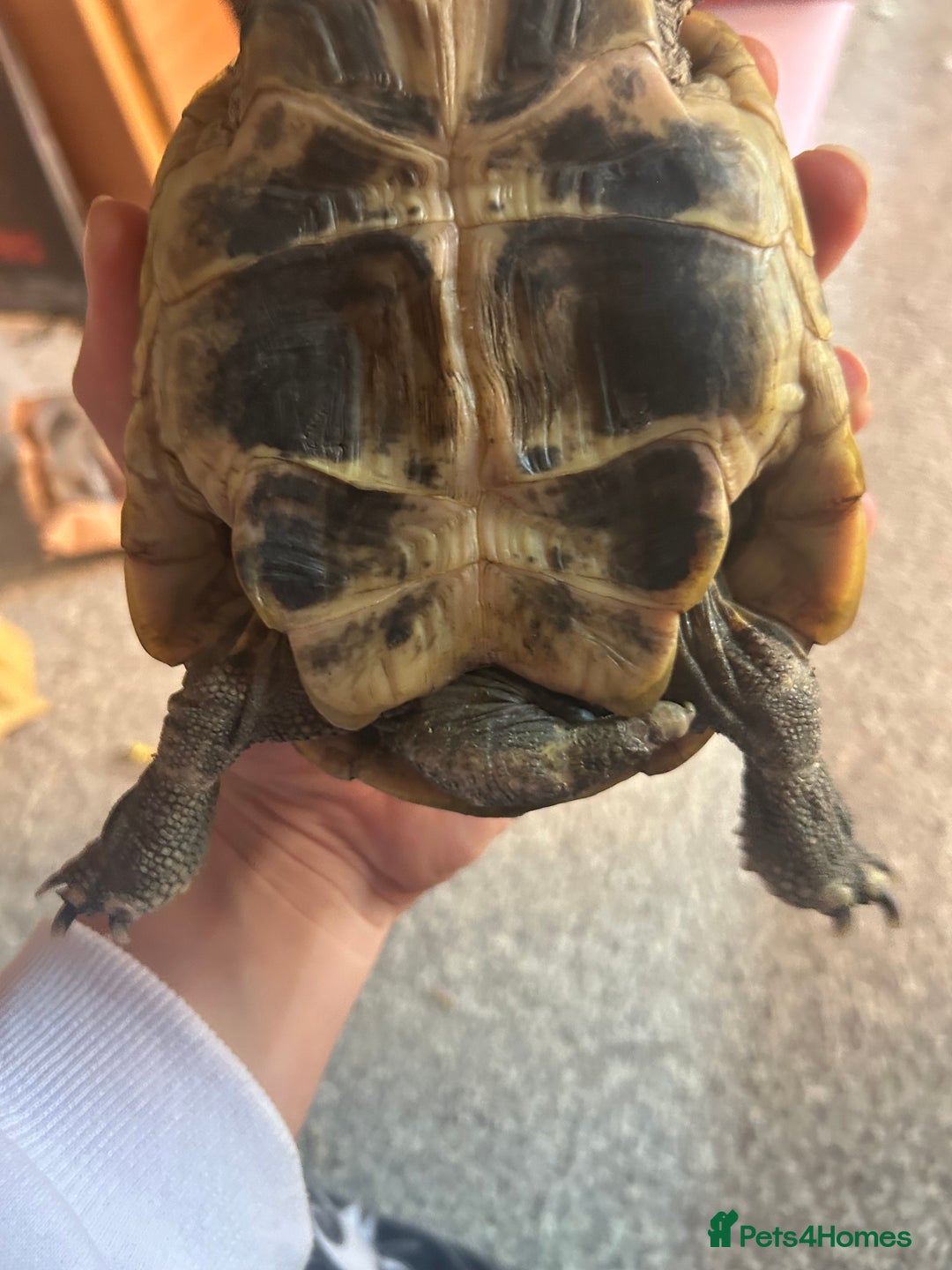 Hermann Tortoise reptiles for sale: echo - herman’s tortoise with enclosure  - Image 6