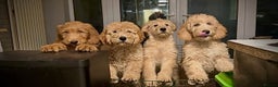 Goldendoodle dogs for sale: Trained, GoldenDoodle puppies - Advert 2