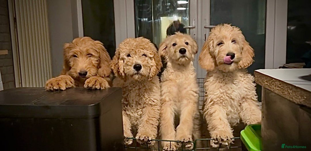 Goldendoodle dogs for sale: Trained, GoldenDoodle puppies - Advert 2
