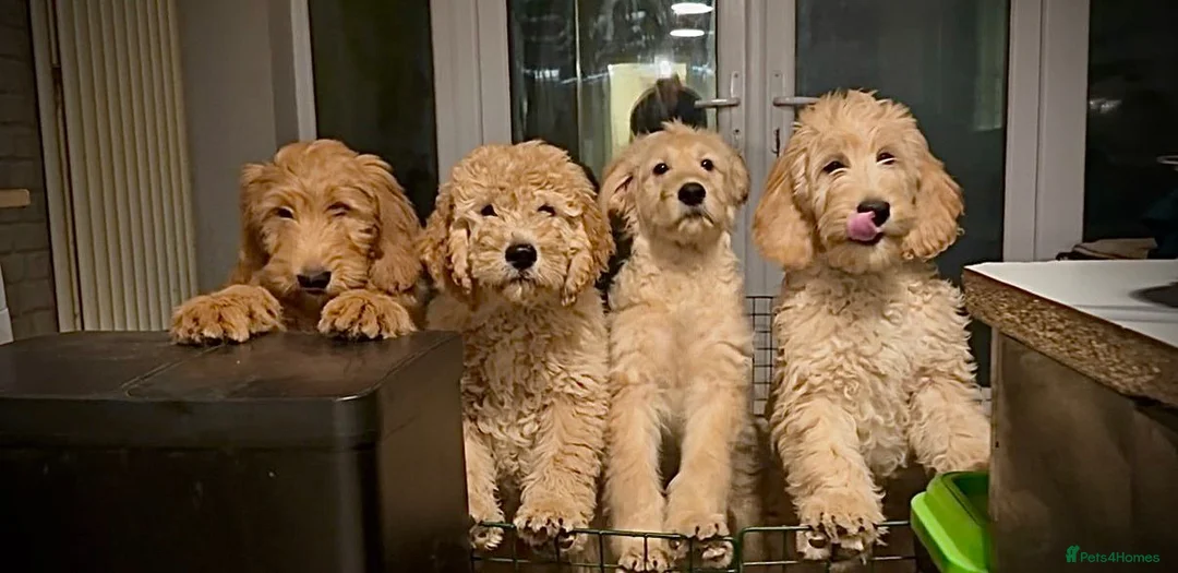 Goldendoodle dogs for sale: Trained, GoldenDoodle puppies - Advert 2