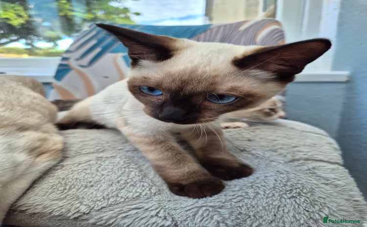 Snowshoe cats - Advert 2