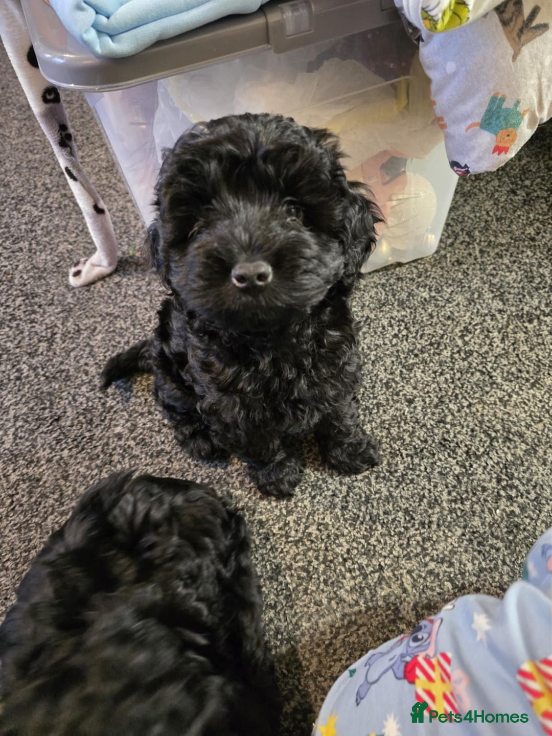 Cockapoo dogs for sale: Beautiful F2 Cockapoos Looking for Forever Home! - Advert 2