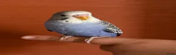 Budgerigars birds for sale:  2 Budgies for Sale  - Advert 7