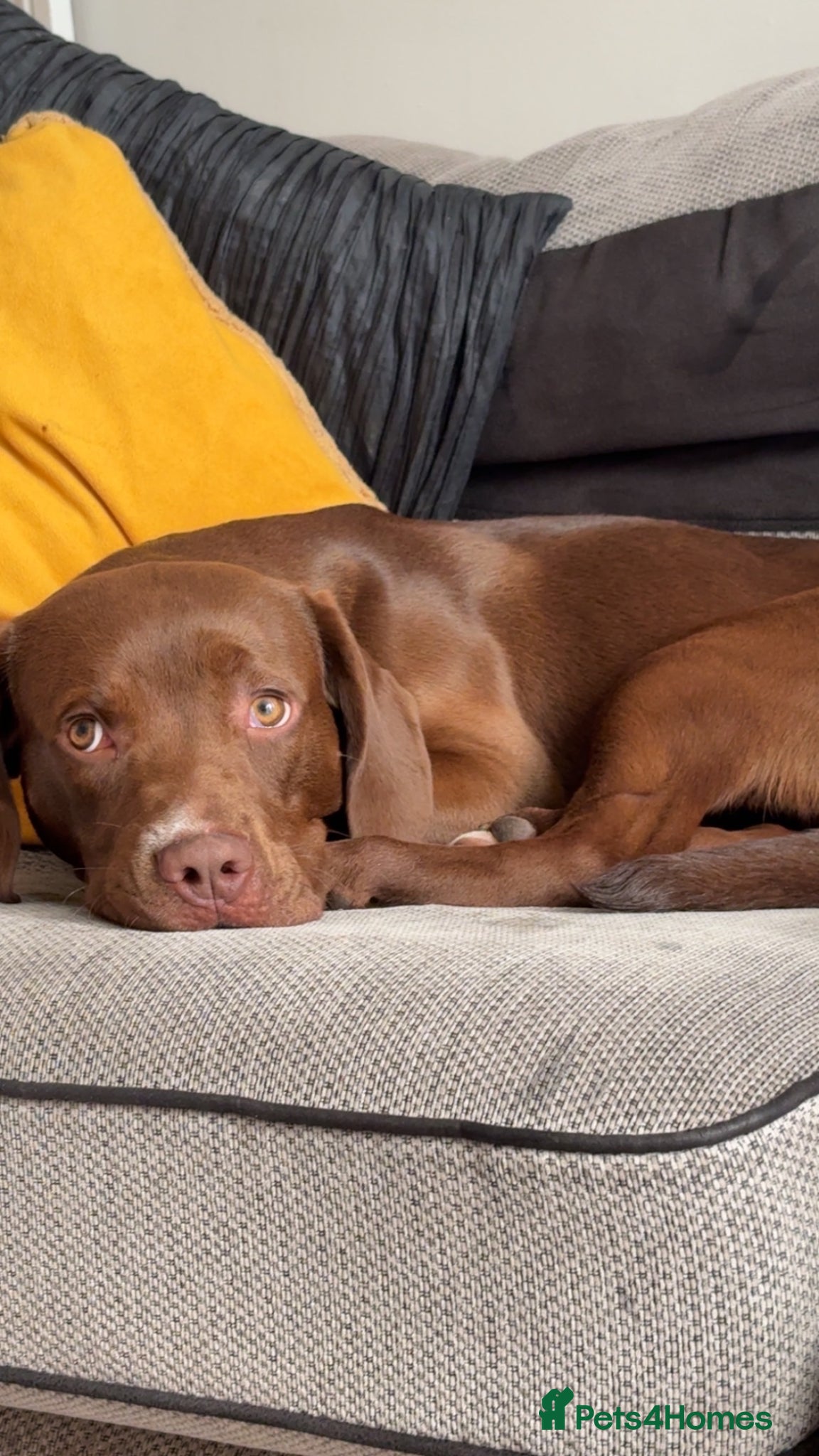 Cockerdor dogs This is Rolo he is 8 months old. - Advert 2