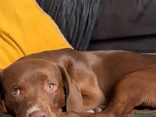 Cockerdor dogs This is Rolo he is 8 months old. - Advert 2