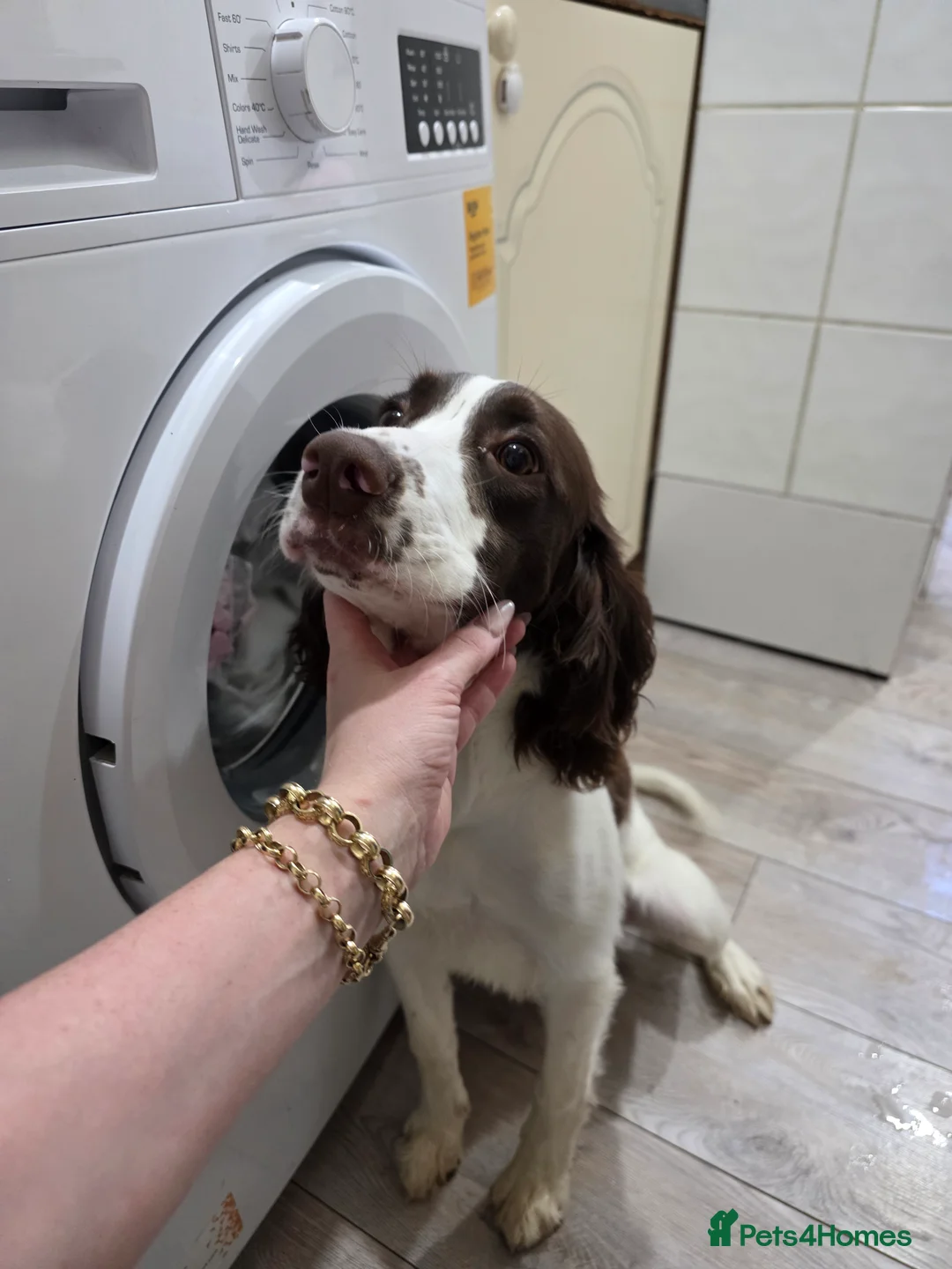 English Springer Spaniel dogs for sale: 6 Months Old Male Springer Spaniel - Advert 4
