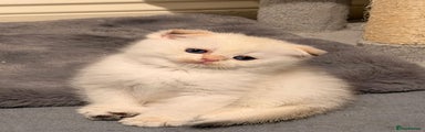 Scottish Fold Kitten 3