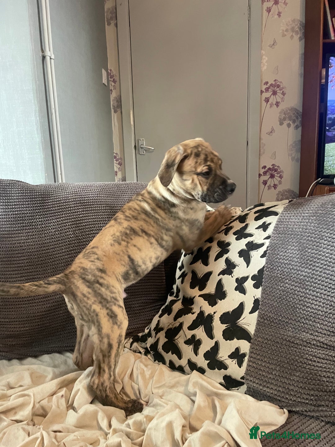 Mixed Breed dogs for sale: Last 3 READY TO LEAVE! Presa X Doberman - Advert 12