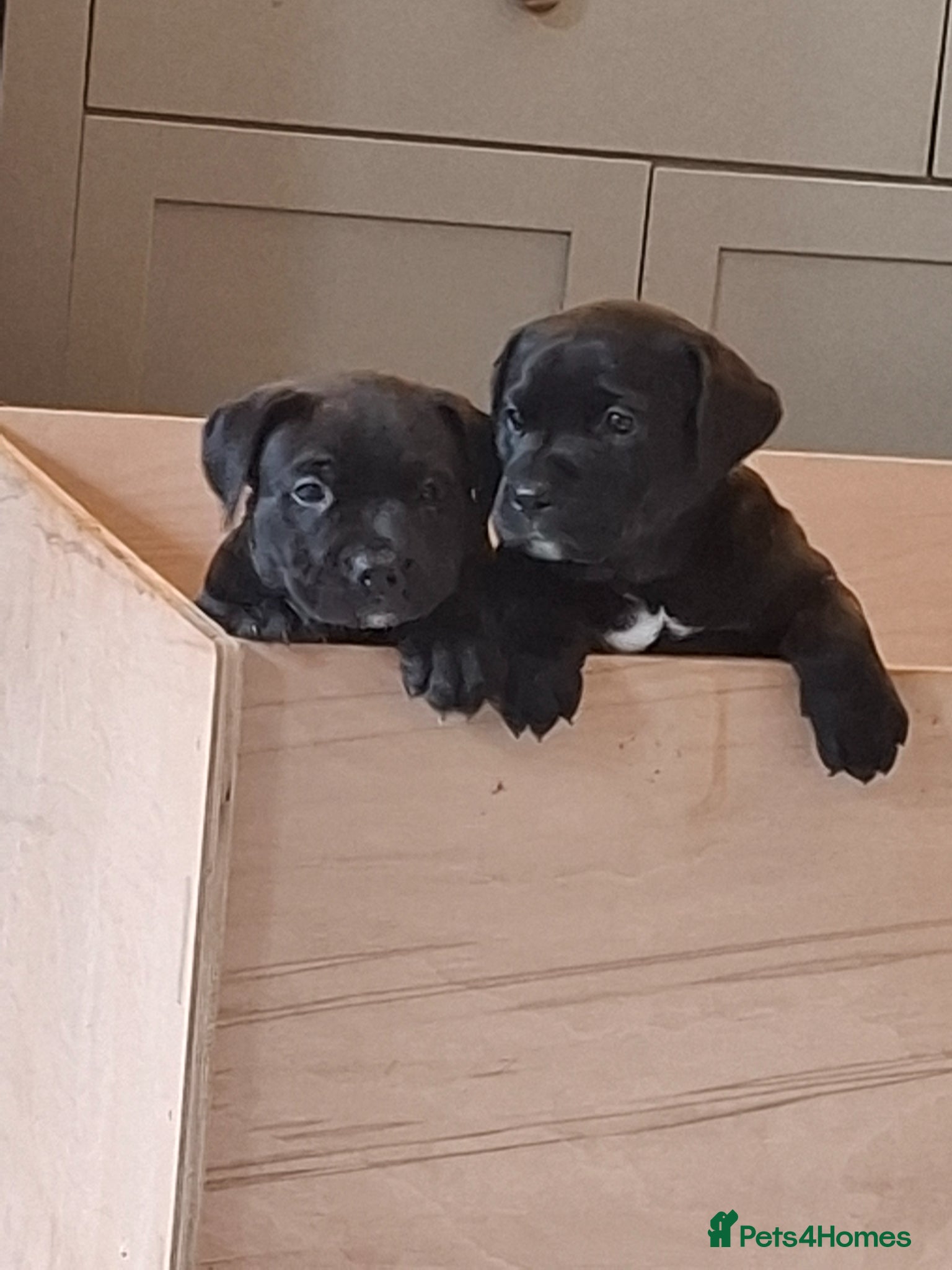 Mixed Breed dogs for sale: Staffy x labrador puppies - Advert 1