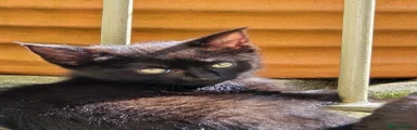 Mixed Breed _ black kitten