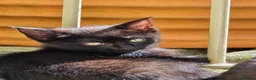 Mixed Breed cats for sale: 3 young gorgeous kittens  in Skipton - Advert 4
