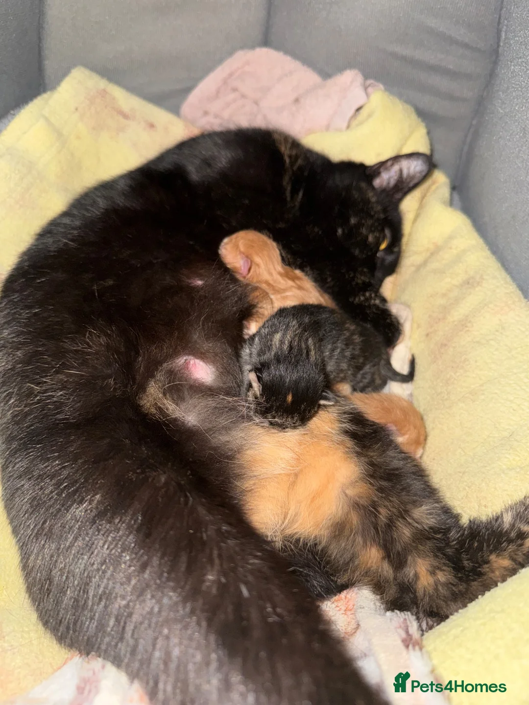 Mixed Breed cats for sale: Beautiful tabby female available  - Advert 1