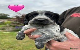 Cocker Spaniel dogs for sale: GORGEOUS WORKING COCKER PUPS - Image 3