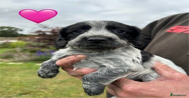 Cocker Spaniel dogs - Advert 8