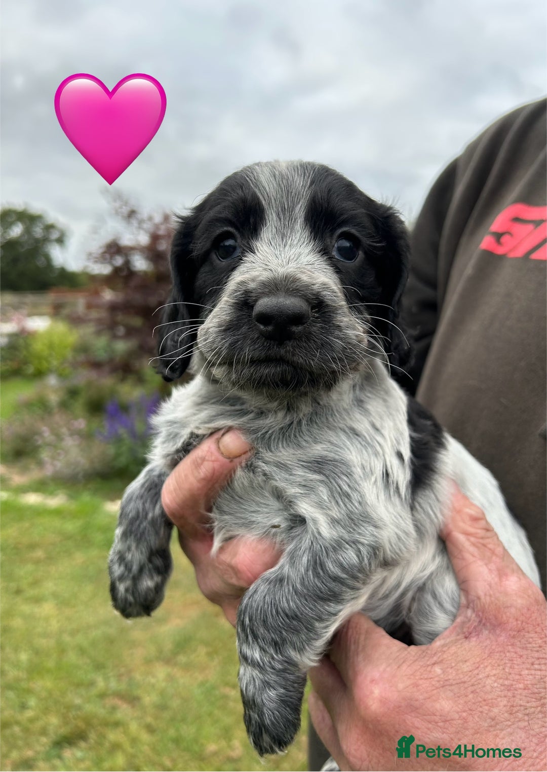 Cocker Spaniel dogs for sale: GORGEOUS WORKING COCKER PUPS - Image 3