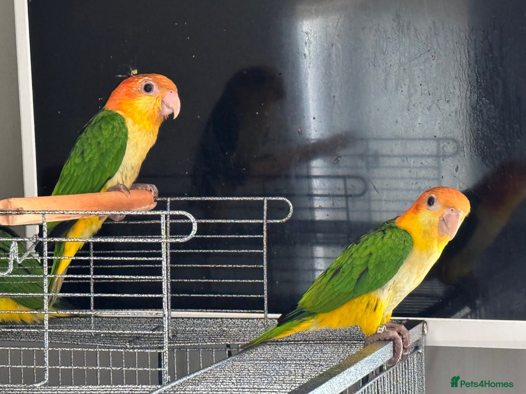 Parrots birds for sale: Yellow thighed caiques - hand reared - Image 4